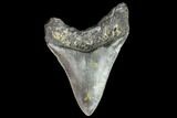 Fossil Megalodon Tooth - North Carolina #108900-2